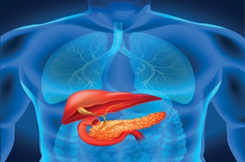 graphic of a pancreas in the human body